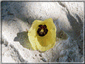 foto gif